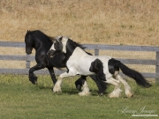 Ojai, CA, purebred horse,  Gypsy Vanner and Friesian stallions run