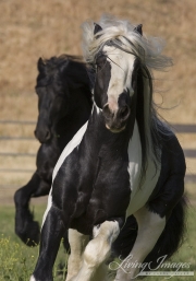 Ojai, CA, purebred horse, Gypsy Vanner and Friesian stallions run