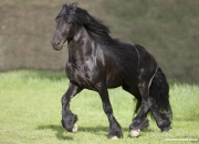 Ojai, CA, purebred horse, black Friesian stallion trots