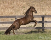Ojai, CA, purebred horse, chestnut Peruvian Paso stallion rears