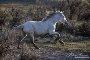 Sombrero Ranch, Craig, CO, grey horse runs through sagebrush