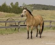 buckskin Morgan mare stands in Castle Rock, CO