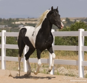 Pinto Rocky Mountain stallion runs in Castle Rock, CO