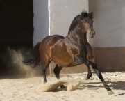 Purebred Bay Andalusian stallion runs in Osuna, Spain