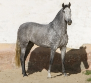 Purebred Andalusian in Osuna, Spain, grey mare standing