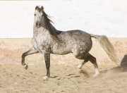 Purebred Andalusian in Osuna, Spain, grey stallion trots