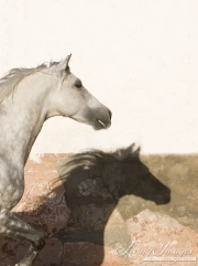 Purebred Andalusian in Osuna, Spain, grey stallion head and shadow