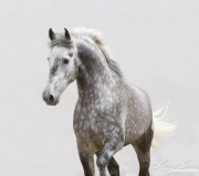 Ejicia, Spain, purebred Andalusians, grey stallion trots