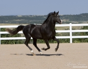 purebred Rocky Mountain Horse in Castle Rock, CO. chocolate stallion running