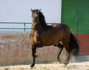 Purebred Andalusian in Osuna, Spain, bay stallion trots