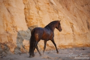 Ojai, California, Andalusian stallion, cliff
