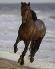 Ojai, California, Andalusian stallion, ocean