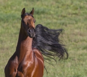 Ojai, bay Arabian stallion running