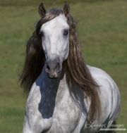 Ojai, California, Gray Andalusian stallion running