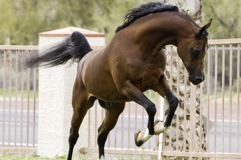 Arabians, Horses