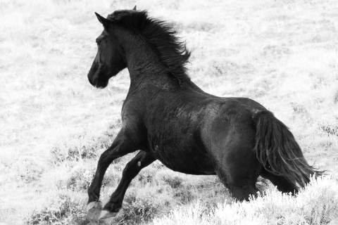 wild horse, Antelope Hills Herd Area, Wyoming, roundup, stallion