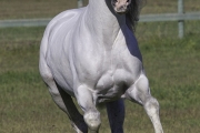 Ojai, California, Gray Andalusian stallion running