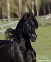Ojai, California, Black Andalusian stallion running