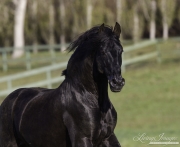 Ojai, California, Black Andalusian stallion running