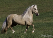 Ojai, California, Palomino Peruvian Paso stallion running