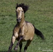 Ojai, California, Buckskin Andalusian stallion