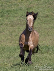 Ojai, California, Buckskin Andalusian stallion