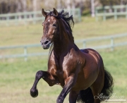 Ojai, California, Bay Andalusian stallion running