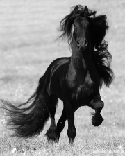 Ojai, California, Black Friesian stallion moving