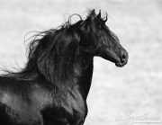 Ojai, California, Black Friesian stallion moving