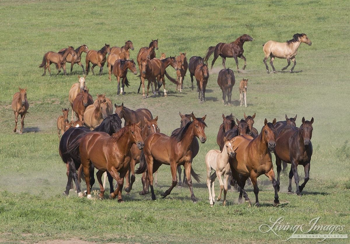 Quarter Horse mares and Azteca foals and tow year olds in Blair, Nebraska
