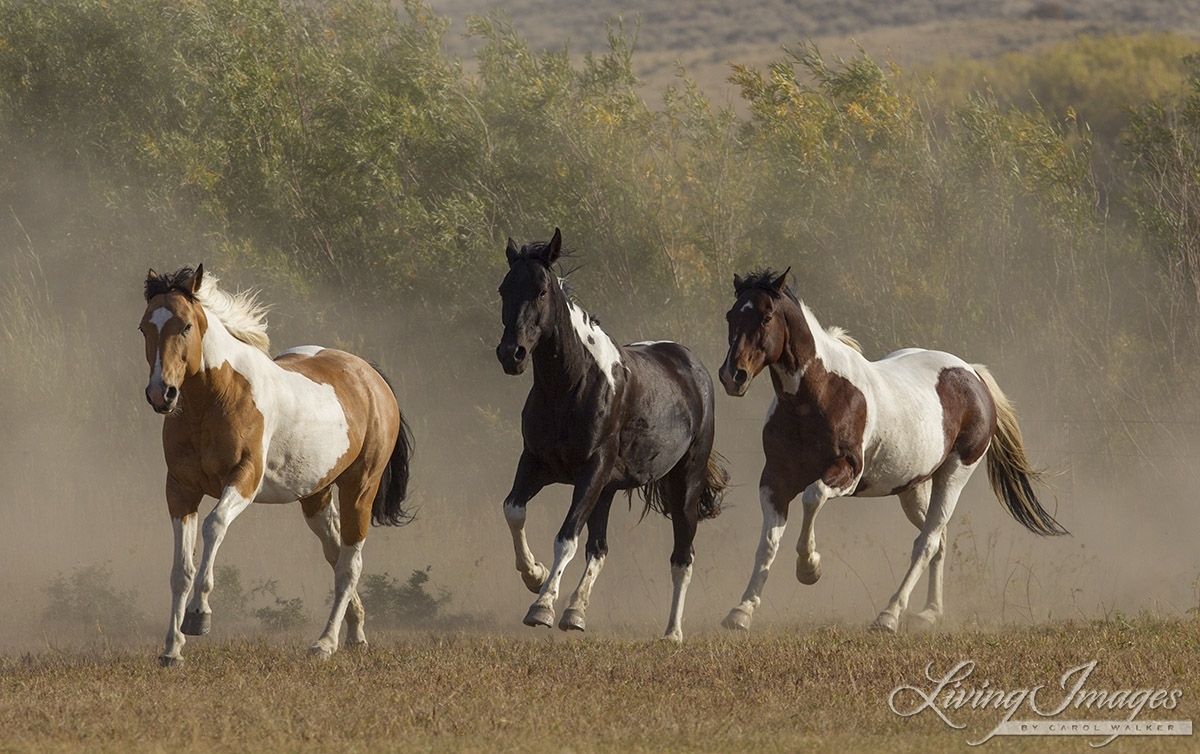 ranch horses on a ranch in Martinsdale, Montana
