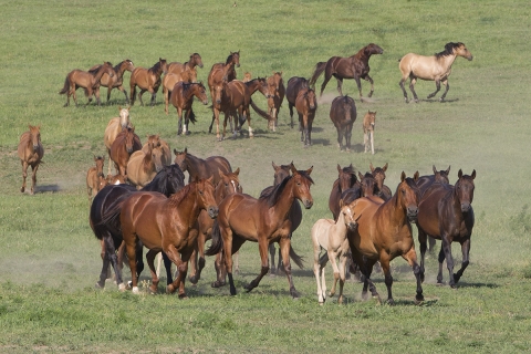 Quarter Horse mares and Azteca foals and tow year olds in Blair, Nebraska