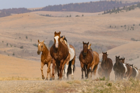 ranch horses on a ranch in Martinsdale, Montana