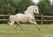 Palomino Welsh Pony stallion runs in Ft. Collins, CO
