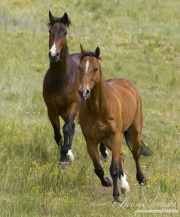 Bay half Andalusian half Percheron gelding and bay Quarter Horse gelding run together in Castle Rock, CO