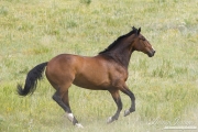 Bay half Andalusian half Percheron gelding running in Castle Rock, CO