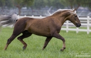 Palomino Morgan stallion trotting in Ojai, CA