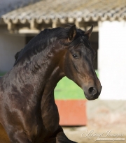 Bay Andalusian stallion running in Osuna, Spain