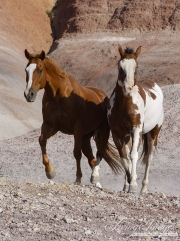 Flitner Ranch, Shell, WY - paint horse and sorrel quarter horse trot together