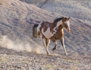 Flitner Ranch, Shell, WY - paint horse runs down pink hill