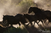 Quarter Horse mares and foals run in dust, San Cristobal Ranch, NM
