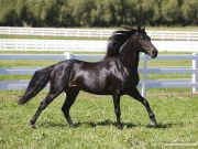 Black Paso Fino stallion, Ojai, CA