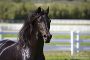 Black Paso Fino Stallion, Ojai, CA