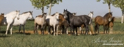 Ejicia, Spain, purebred Andalusians, mares and foals