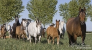 Ejicia, Spain, purebred Andalusians, mares and foals