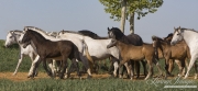 Ejicia, Spain, purebred Andalusians, mares and foals walk