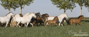 Ejicia, Spain, purebred Andalusians, mares and foals trot