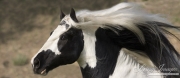 Ojai, CA, purebred horse, Gypsy Vanner stallion running