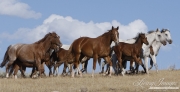 Flitner Ranch, Shell, WY - Quarter horse mares and foals trot