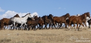 Flitner Ranch, Shell, WY - Quarter horse mares and foals trot